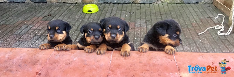 Cucciole di Rottweiler - Foto n. 5