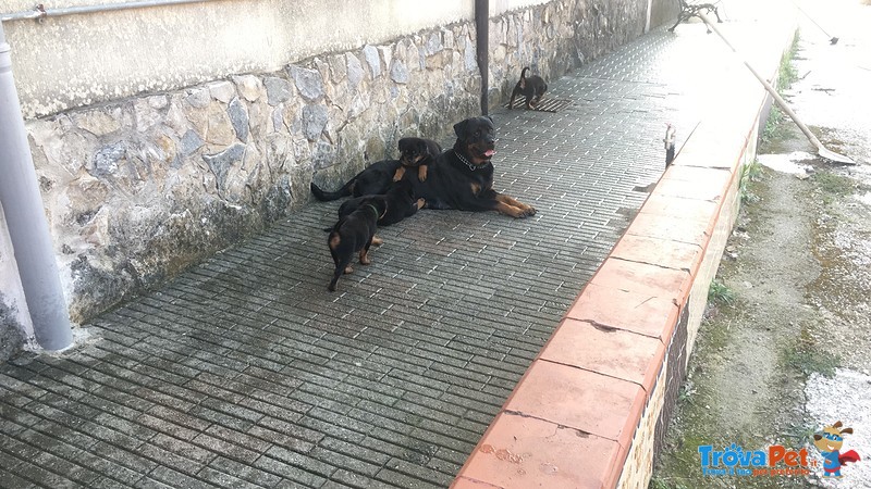 Cucciole di Rottweiler - Foto n. 6
