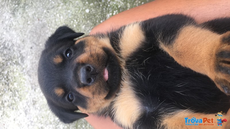 Cucciole di Rottweiler - Foto n. 7