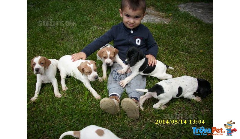 Cuccioli Pointer Inglesi - Foto n. 2