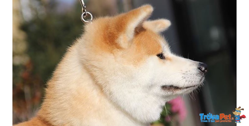 Cuccioli di Akita Inu - Foto n. 1