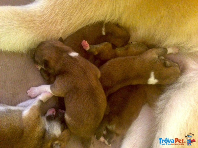 Cuccioli di Akita Inu - Foto n. 4