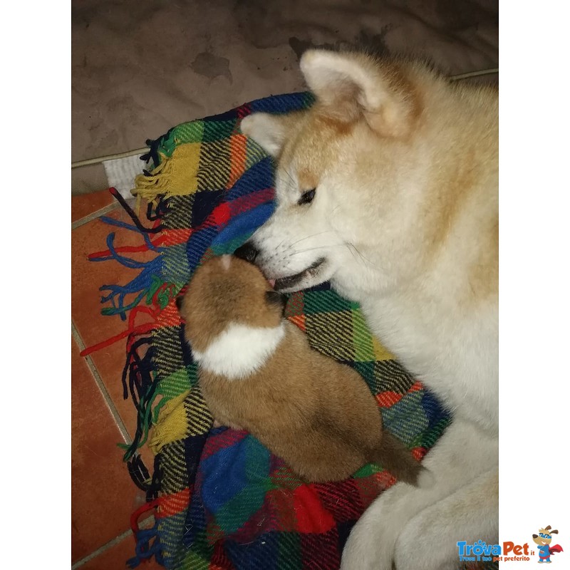 Cuccioli di Akita Inu - Foto n. 6