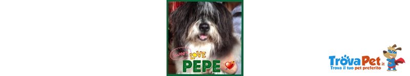 Adottate Pepe - Foto n. 1