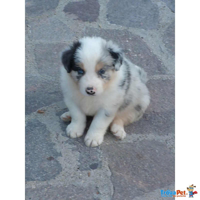 Cuccioli Border Collie blu Merle Rossi Rarità - Foto n. 1