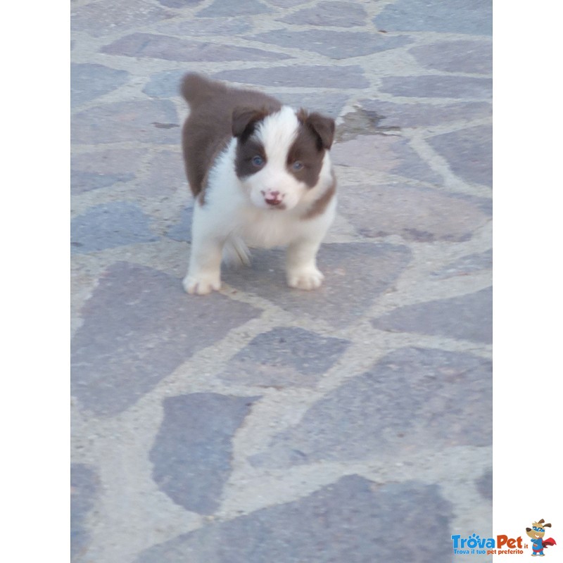 Cuccioli Border Collie blu Merle Rossi Rarità - Foto n. 2