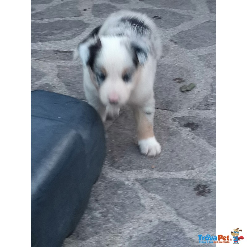 Cuccioli Border Collie blu Merle Rossi Rarità - Foto n. 3