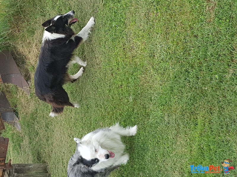 Cuccioli Border Collie blu Merle Rossi Rarità - Foto n. 4