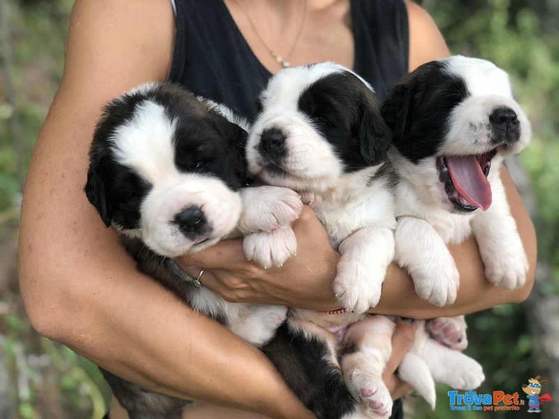 Cuccioli di san Bernardo - Foto n. 1