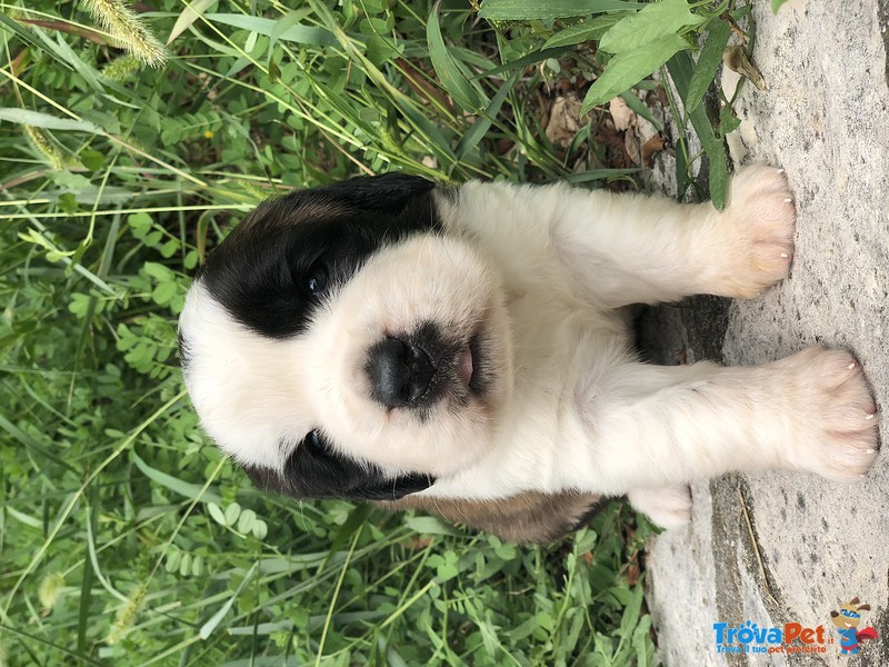 Cuccioli di san Bernardo - Foto n. 3