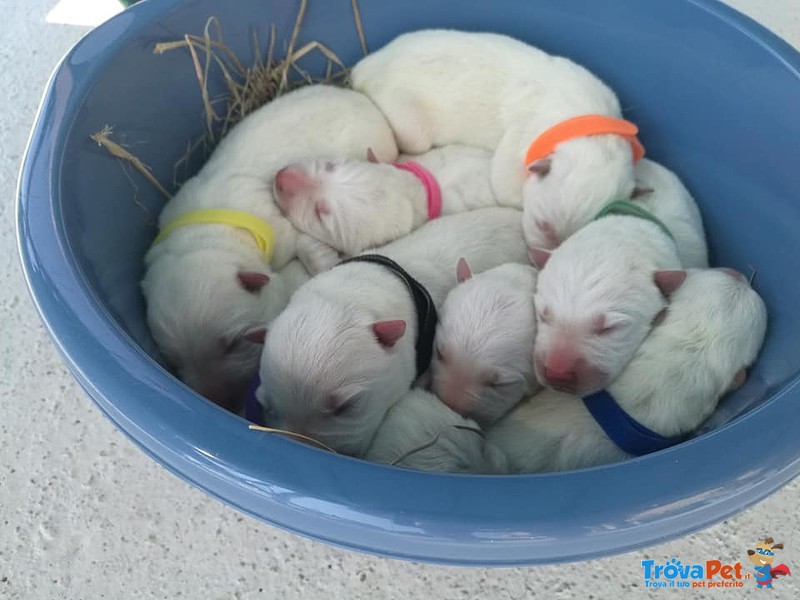 Cuccioli Pastore Svizzero - Foto n. 4