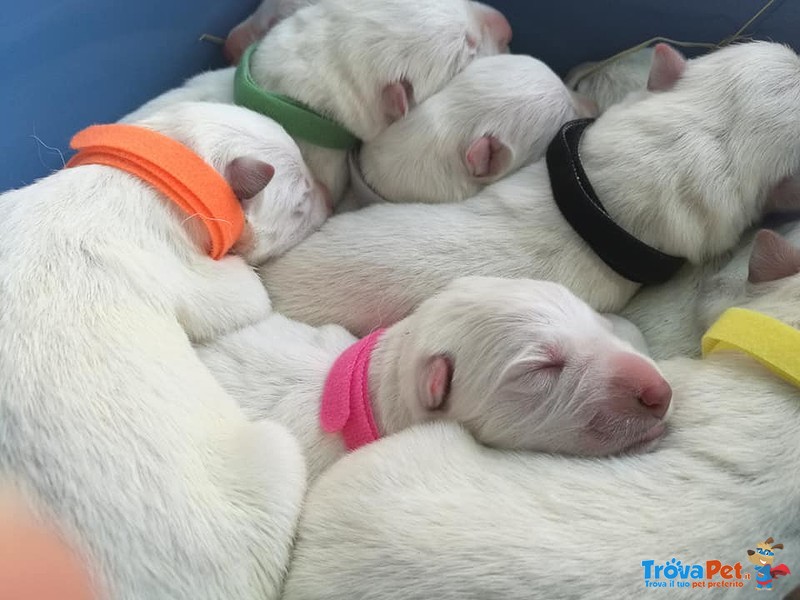 Cuccioli Pastore Svizzero - Foto n. 1