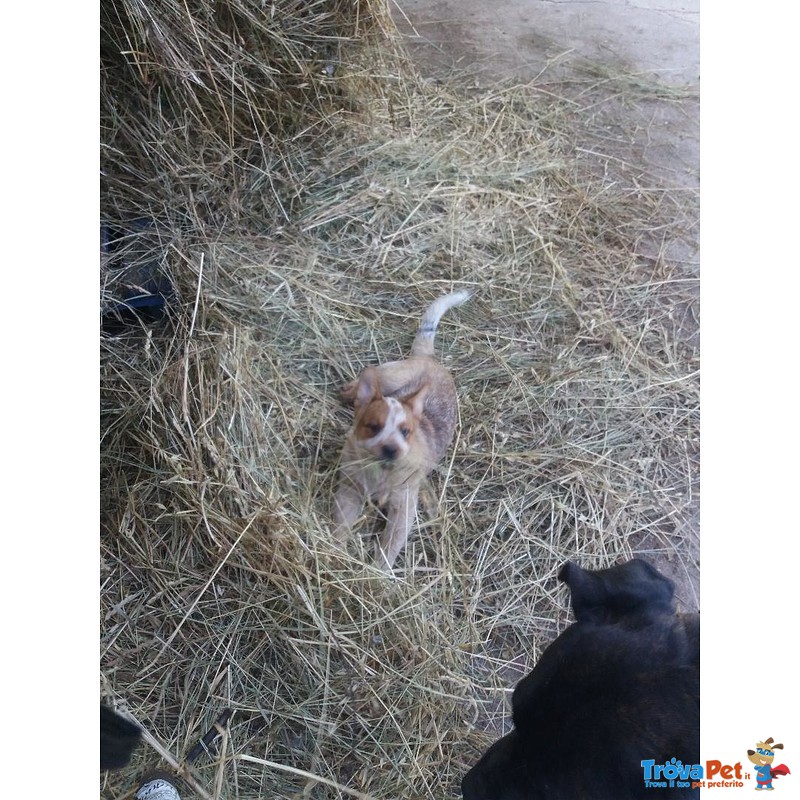 Cuccioli Cattle Dog - Foto n. 2