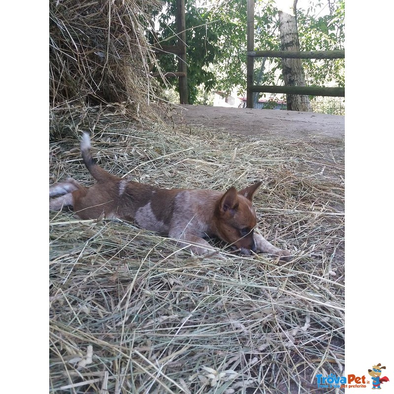 Cuccioli Cattle Dog - Foto n. 4