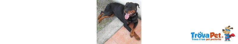 Mia e tito una Rottweiler e un Pitbull Fuori dal Comune - Foto n. 1