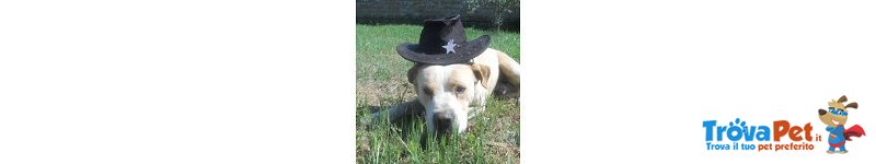 Mia e tito una Rottweiler e un Pitbull Fuori dal Comune - Foto n. 3