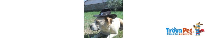 Mia e tito una Rottweiler e un Pitbull Fuori dal Comune - Foto n. 4