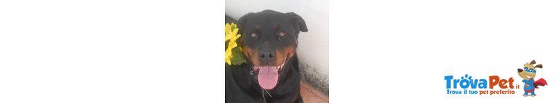 Mia e tito una Rottweiler e un Pitbull Fuori dal Comune - Foto n. 5