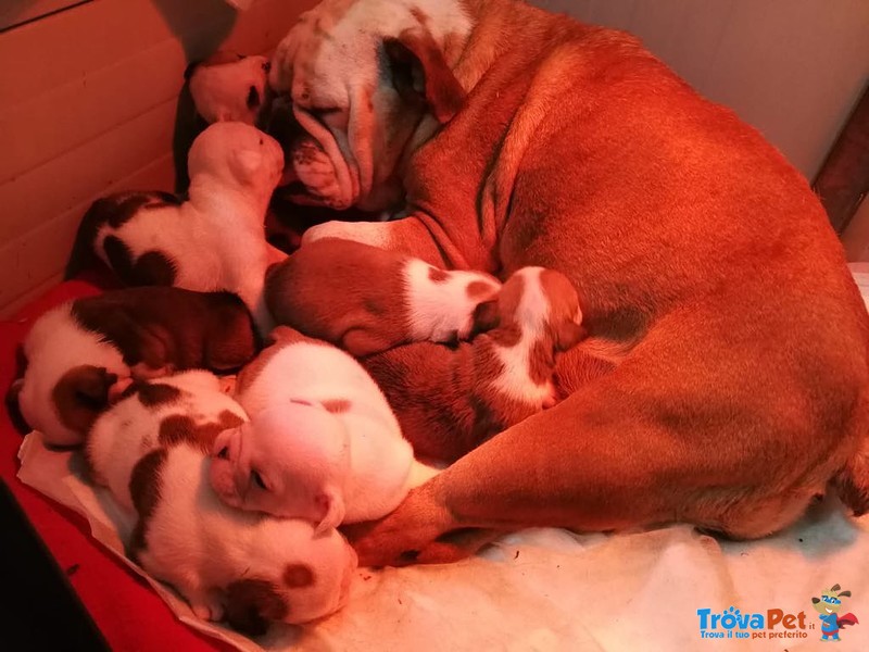 Cuccioli di Bulldog Inglese Disponibili - Foto n. 1