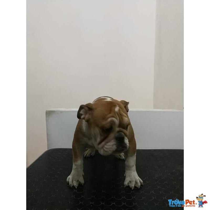 Cuccioli di Bulldog Inglese Disponibili - Foto n. 4