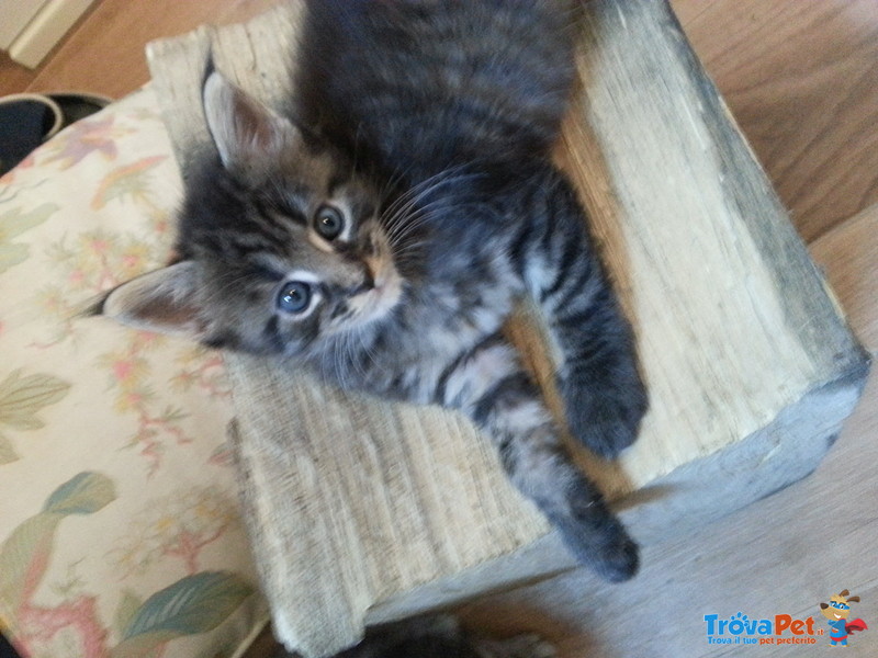 Cuccioli "maine Coon" - Foto n. 3