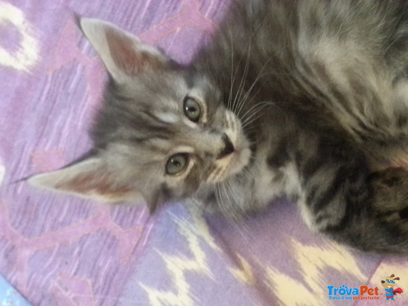 Cuccioli "maine Coon" - Foto n. 4