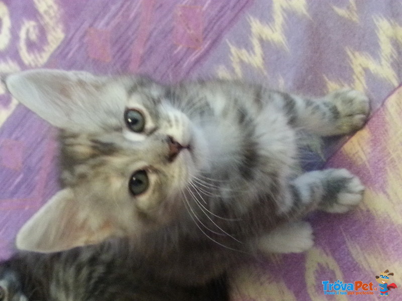 Cuccioli "maine Coon" - Foto n. 5