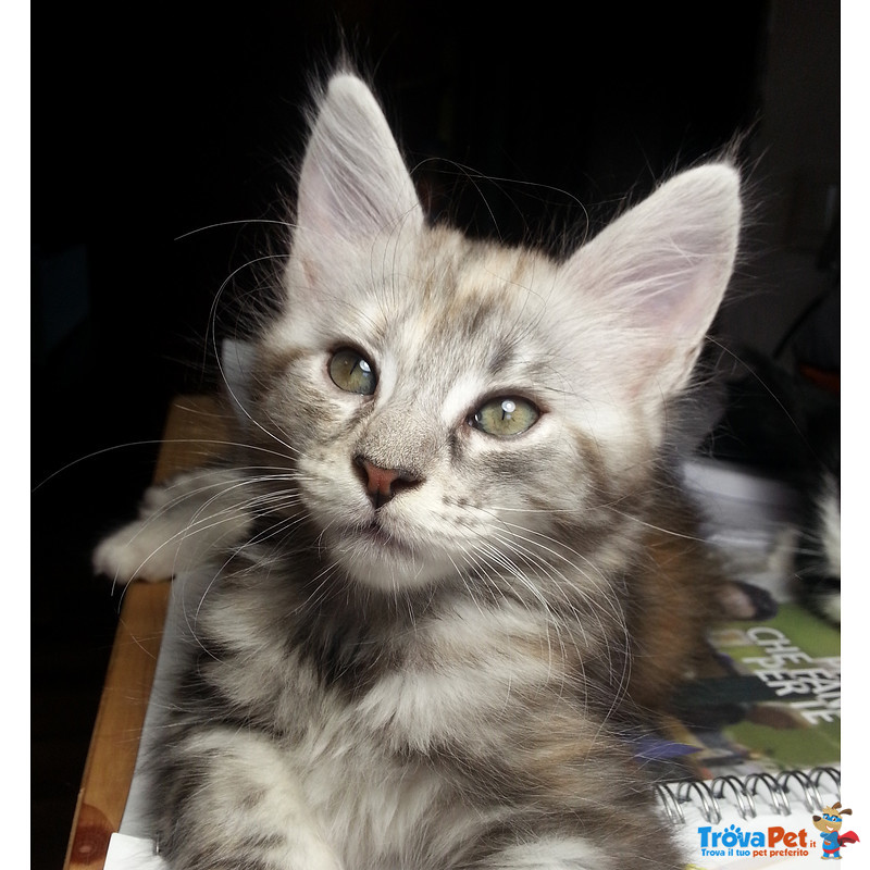 Cuccioli "maine Coon" - Foto n. 7