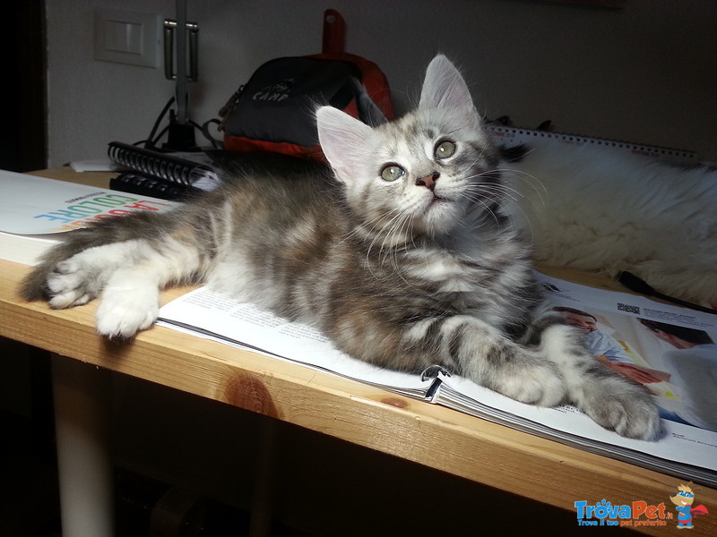 Cuccioli "maine Coon" - Foto n. 10