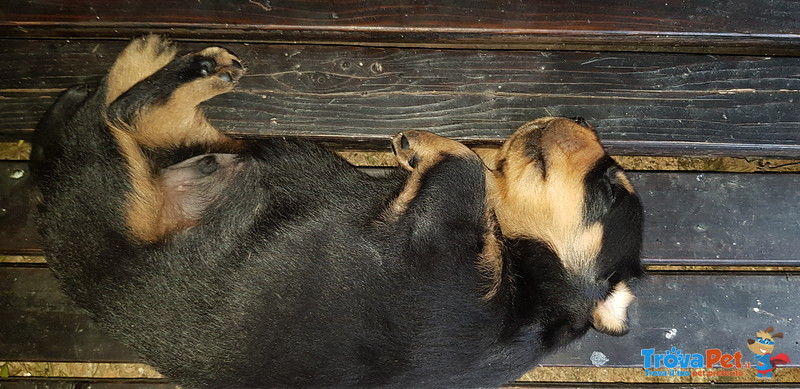 Cuccioli Rottweiler - Foto n. 2
