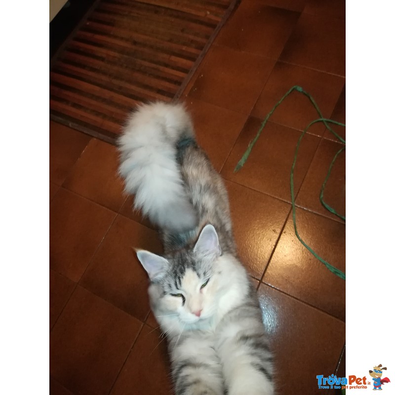 3 Splendidi Cuccioli Maine Coon - Foto n. 1