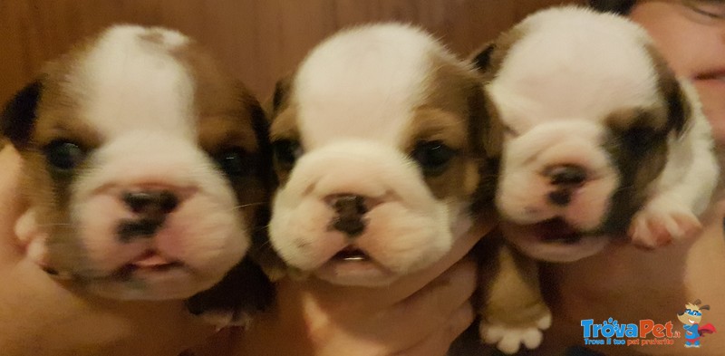 Cuccioli di Bulldog Inglese - Foto n. 1