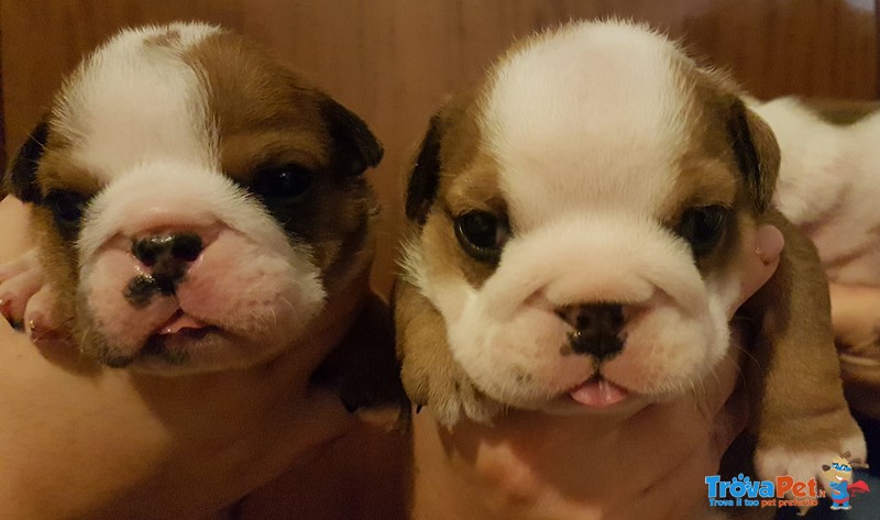 Cuccioli di Bulldog Inglese - Foto n. 5