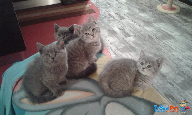 Gattina British Shorthair - Foto n. 3