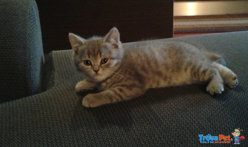 Gattina British Shorthair - Foto n. 4