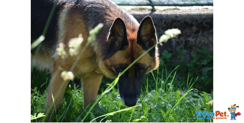 Gaia, Pastore Tedesco 5 Anni, il Proprietario si Trasferisce e gaia Rimane Sola, urge una Nuova Casa - Foto n. 1