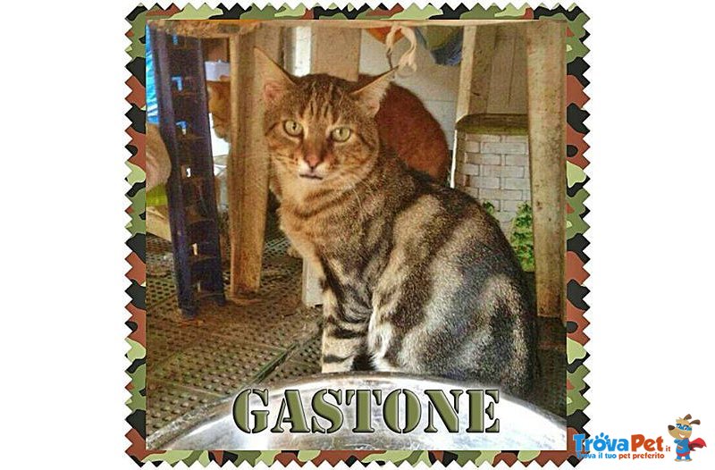 Urgente....gastone cosa ci sta a fare in Gattile? - Foto n. 1