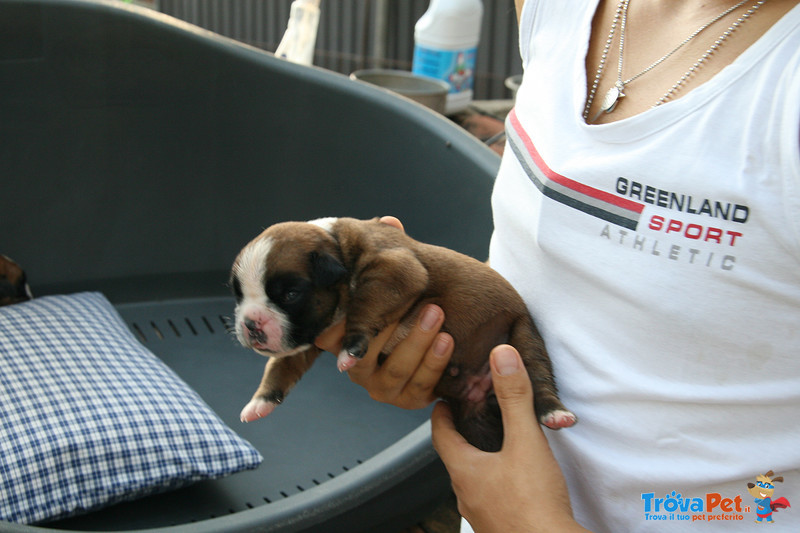 Boxer Cuccioli - Foto n. 1