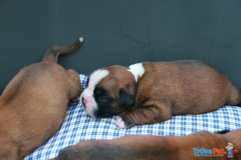 Boxer Cuccioli - Foto n. 2