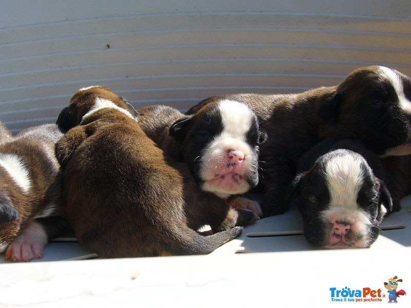 Boxer Cuccioli - Foto n. 3