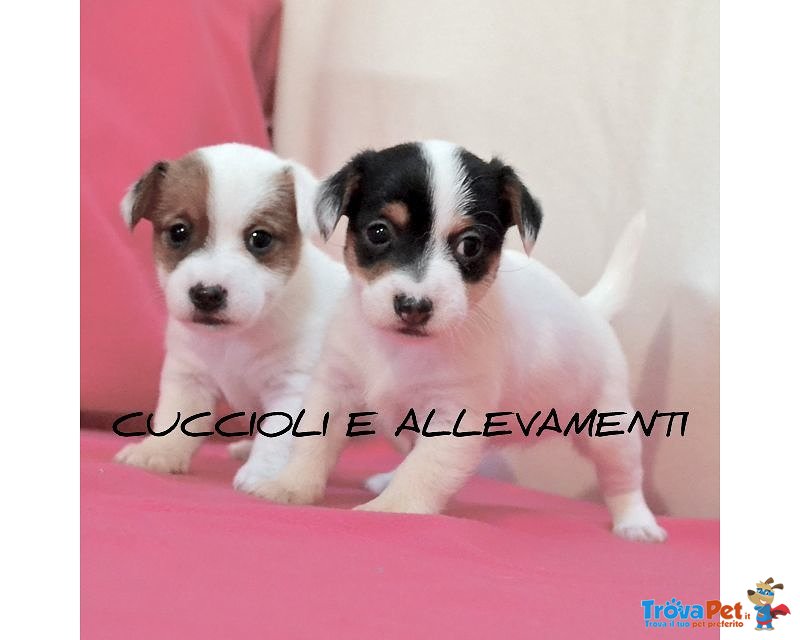 Jack Russel Cuccioli pelo Corto e pelo Ruvido (allevamento) - Foto n. 2