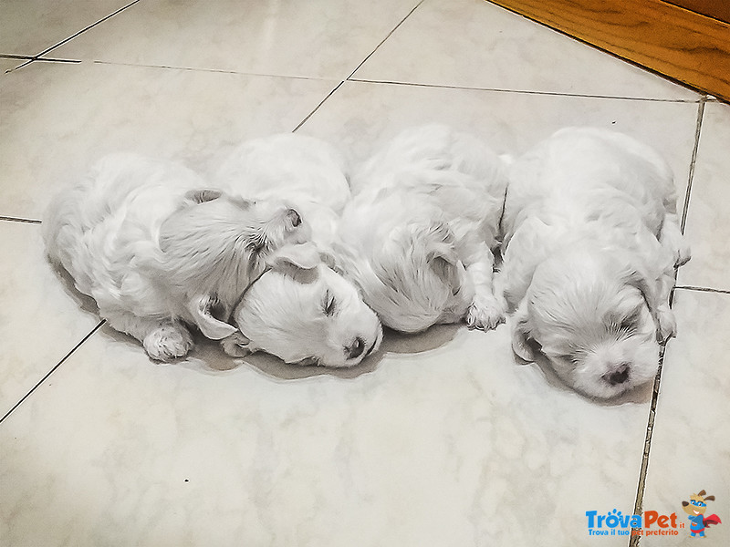 Cuccioli di Maltese Maschietto e Femminuccia - Foto n. 1