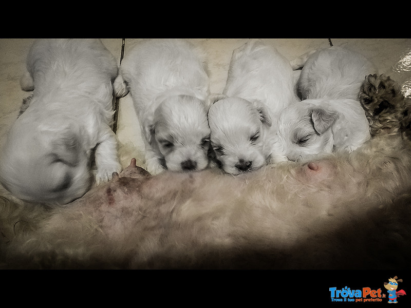 Cuccioli di Maltese Maschietto e Femminuccia - Foto n. 2