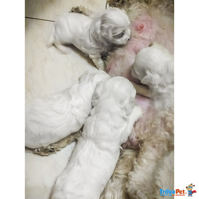 Cuccioli di Maltese Maschietto e Femminuccia - Foto n. 3