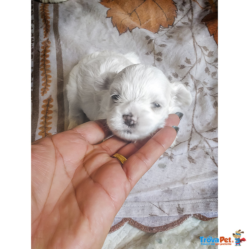 Cuccioli di Maltese Maschietto e Femminuccia - Foto n. 5