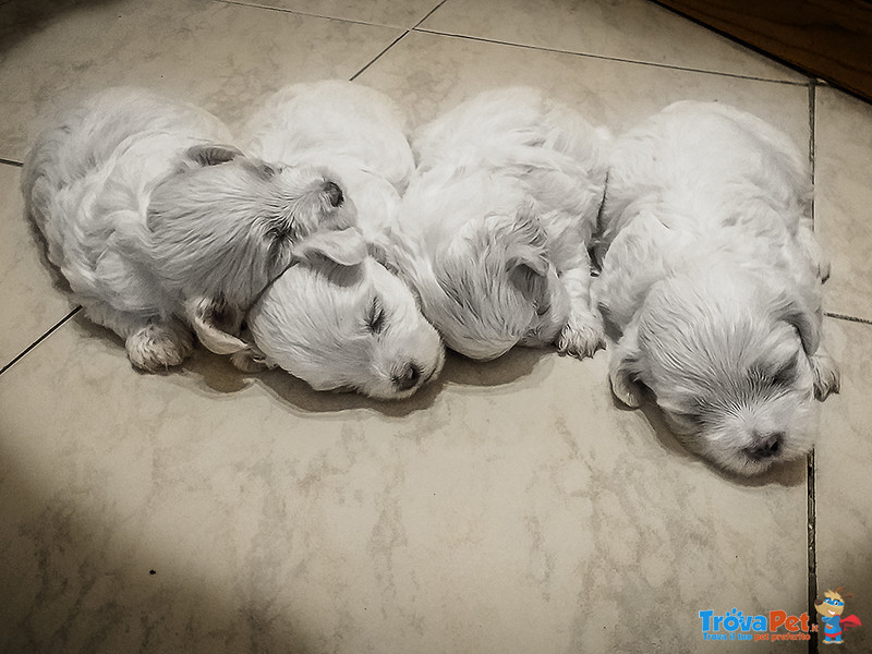 Cuccioli di Maltese Maschietto e Femminuccia - Foto n. 7