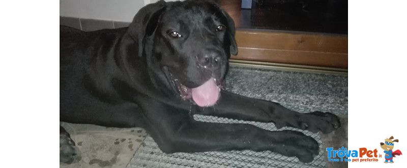 Zeus, cane Corso, 8 Mesi, deve Trovare una Nuova Casa - Foto n. 2