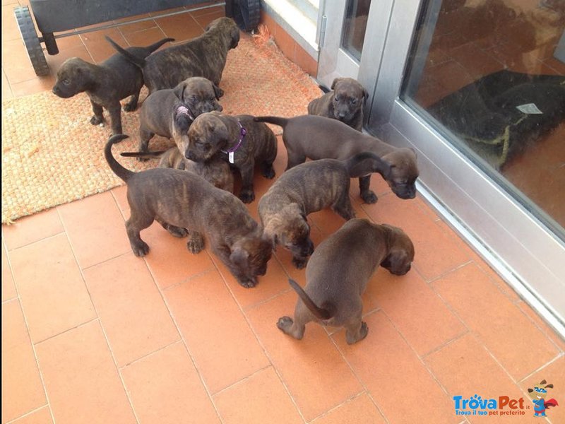 Cuccioli Incrocio Pitbull/dobermann - Foto n. 1