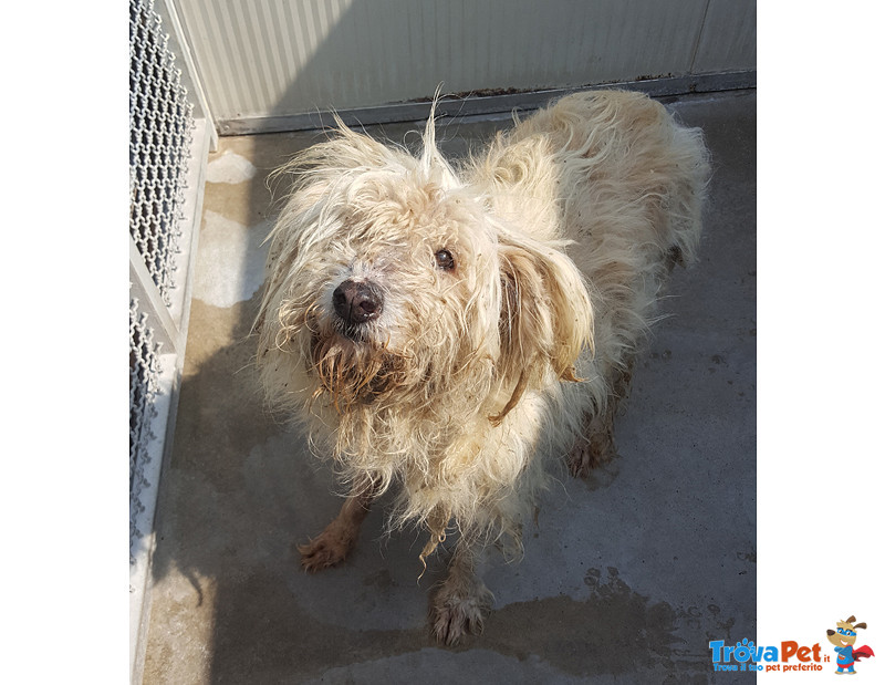 Maggie, 10 anni Circa, Incorcio cane da Pastore, Taglia Media, Cerca Urgentemente Casa! - Foto n. 1