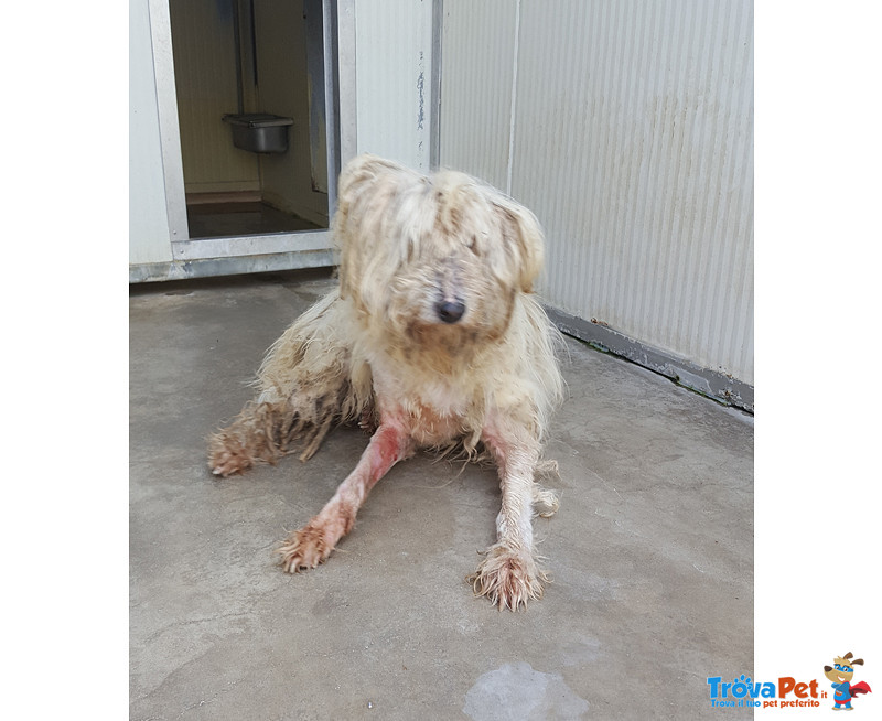 Maggie, 10 anni Circa, Incorcio cane da Pastore, Taglia Media, Cerca Urgentemente Casa! - Foto n. 2